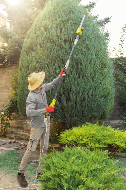 Residential Tree Removal in Pasadena Hills, FL